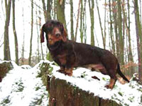 fiete-von-der-pulvermuehle fiete-von-der-pulvermuehle