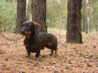 flori-vom-schlauen-kobold