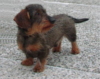 gero-vom-schlauen-kobold