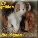 sauen